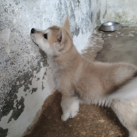 Cuccioli Akita Inu
