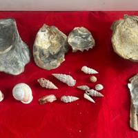 Fossili di conchiglie per collezionisti