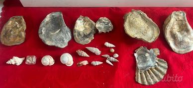 Fossili di conchiglie per collezionisti