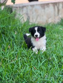 Border collie