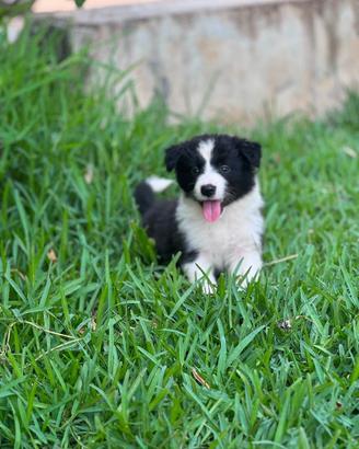Border collie