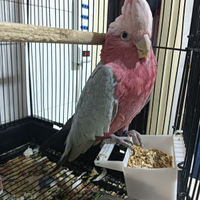 Cacatua roseicapilla