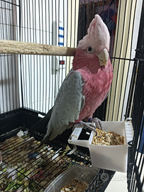 Cacatua roseicapilla