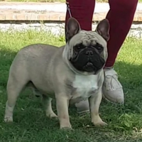 Bouledogue francese per monta