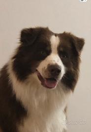 Pastore australiano per monte