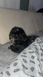 Cane shih tzu