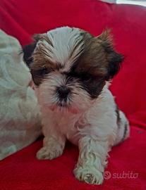 Cuccioli di Shitzu - Shi-tzu