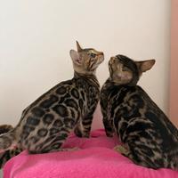 Gattini bengala Brown spotted tabby