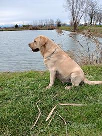 Labrador retriver