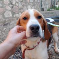 Sprint beagle in adozione