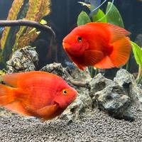 Coppia Red Parrot