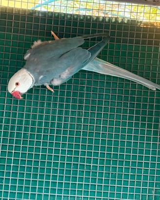 Coppia parrocchetti collare