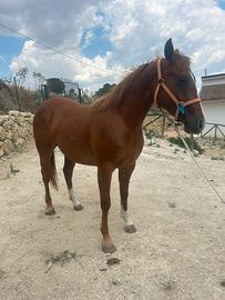 Puledra paint