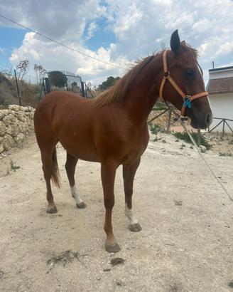 Puledra paint