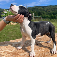 Cuccioli Amstaff Staffordshire terrier