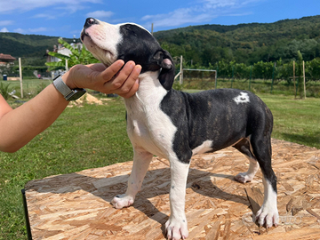 Cuccioli Amstaff Staffordshire terrier