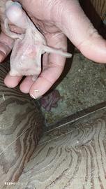 Parrocchetti dal collare