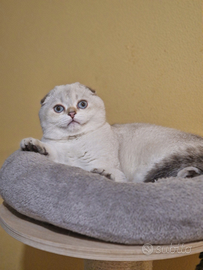 Maschi Scottish fold &straight