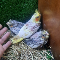 Pappagalli galopsite ad inbecco allevati a mano