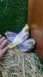 Pappagalli galopsite ad inbecco allevati a mano