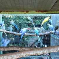 Parrocchetti dal collare