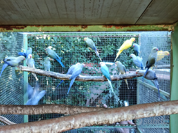 Parrocchetti dal collare