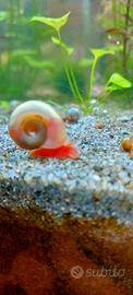 Planorbarius red lumache d'acqua dolce