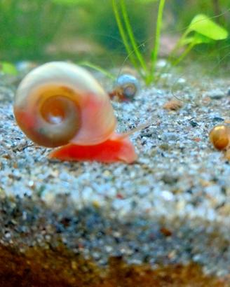 Planorbarius red lumache d'acqua dolce