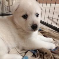 Adorabile cucciolo di Pomsky ( mini husky )