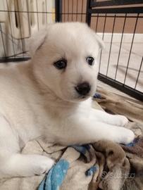 Adorabile cucciolo di Pomsky ( mini husky )