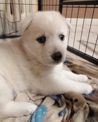 Adorabile cucciolo di Pomsky ( mini husky )