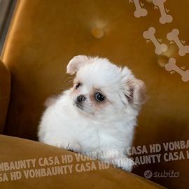 Chihuahua cuccioli con pedigree