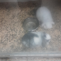 Coniglio ariete beby