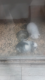 Coniglio ariete beby