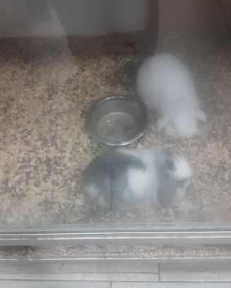 Coniglio ariete beby