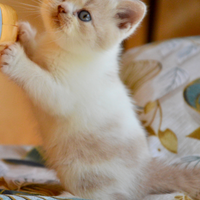 BRITISH Shorthair cucciolo