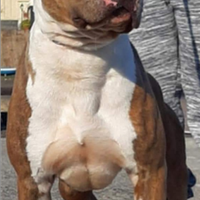 American pitbull terrier ukc maschio per monte