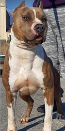 American pitbull terrier ukc maschio per monte