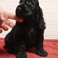 Maschio cocker spaniel inglese