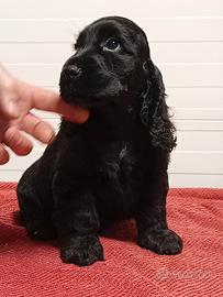 Maschio cocker spaniel inglese