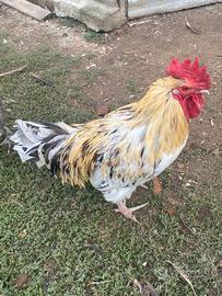 Gallo Marans
