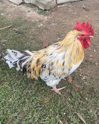 Gallo Marans