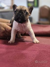 bulldog francesi