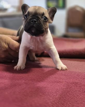 bulldog francesi