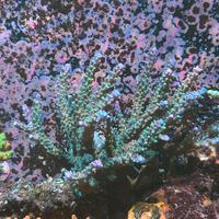 Corallo acropora joker