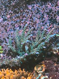 Corallo acropora joker