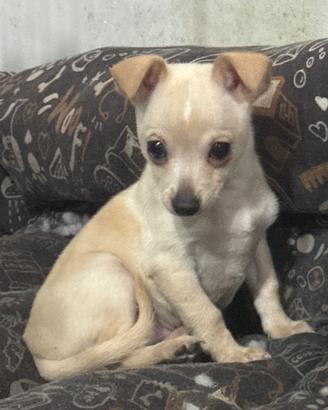 Chihuahua