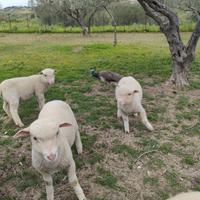 Agnelli pecora merinos