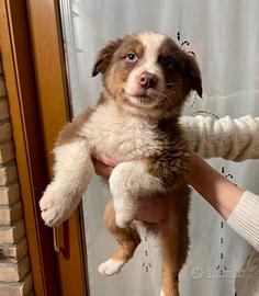 Cuccioli di pastore australiano con pedigree