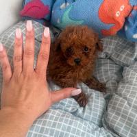 Barboncino red maschio mini toy